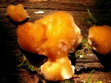 Postia ptychogaster image