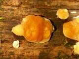 Postia ptychogaster image
