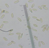 Lanmaoa pallidorosea image