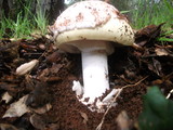 Amanita vernicoccora image