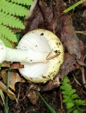 Amanita velatipes image