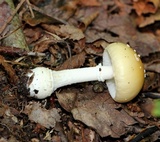 Amanita velatipes image