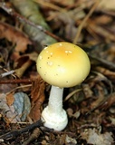 Amanita velatipes image