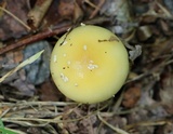 Amanita velatipes image