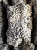 Dirina ceratoniae image