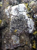 Rinodina oleae image