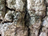 Rinodina oleae image