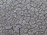 Diploschistes actinostomus image