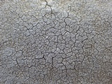 Diploschistes actinostomus image