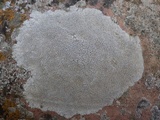 Diploschistes actinostomus image