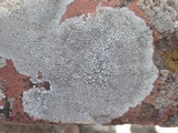 Diploschistes actinostomus image