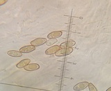 Parvixerocomus aokii image