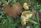 Boletinellus merulioides image