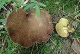 Boletinellus merulioides image