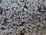 Acarospora placodiiformis image