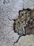 Acarospora placodiiformis image