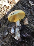 Amanita cochiseana image