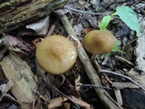 Oudemansiella furfuracea image