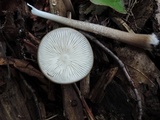 Oudemansiella furfuracea image