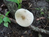 Xerula megalospora image