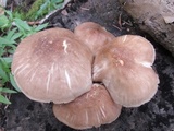 Pluteus petasatus image