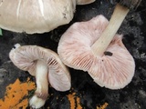 Pluteus petasatus image