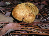 Rhizopogon occidentalis image