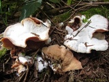 Merulius tremellosus image