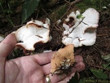 Merulius tremellosus image