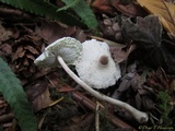 Leucocoprinus brebissonii image