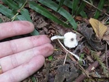 Leucocoprinus brebissonii image