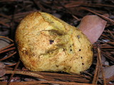 Rhizopogon occidentalis image