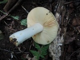 Russula cinerascens image