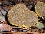 Rhizopogon occidentalis image