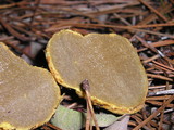 Rhizopogon occidentalis image
