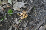 Cantharellus ignicolor image