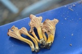 Cantharellus ignicolor image