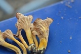 Cantharellus ignicolor image