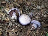 Cortinarius argenteopileatus image