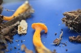 Cantharellus minor image
