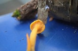 Cantharellus minor image