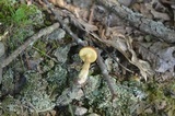 Leccinum longicurvipes image