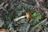 Leccinum longicurvipes image