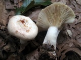Lactarius chrysorrheus image