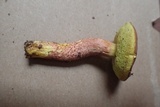 Leccinum rubropunctum image
