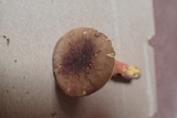 Leccinum rubropunctum image