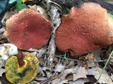 Boletellus pseudochrysenteroides image