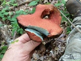 Boletellus pseudochrysenteroides image