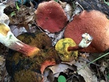 Boletellus pseudochrysenteroides image