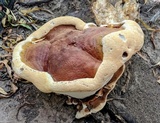 Ganoderma polychromum image
